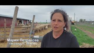 Семейство животновъди: Липсата на добър пазар е коренът на проблемите в овцевъдството