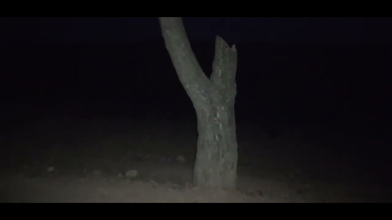 walk my dog at night/berjalan kaki anjing saya pada waktu malam/köpeğimi gece gezdir/밤에 내 개를 산책