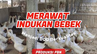 Merawat Indukan Bebek Pedaging Cepat Bertelur