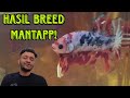 Review hasil breed subscriber warna warni wooo