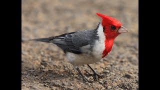 PENAMPAKAN BURUNG ANGRY BIRDS/red crested cardinal