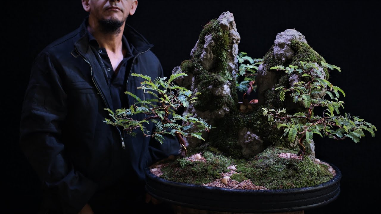 Pedra da Galinha Choca (Penjing) Tamarindus indica