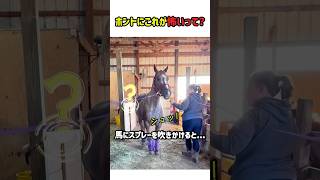 【驚愕！】ホントにこれが怖いって？超絶臆病な馬！　#衝撃映像 #驚き #ショッキング #面白動画 #shorts