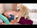 Golden Retriever demands attention from his human Mom の動画、YouTube動画。