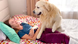 Golden Retriever demands attention from his human Mom