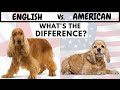 English Cocker Spaniel Vs American Cocker Spaniel | What's The Difference?