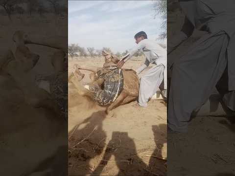 الاستلقاء مع جمال الجمل ووسامة هذا الصبي