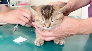 Kitten Kiki who endured the injection is great