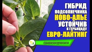 Устойчивость подсолнечника Ново - Алье к гербициду Евро-Лайтинг.