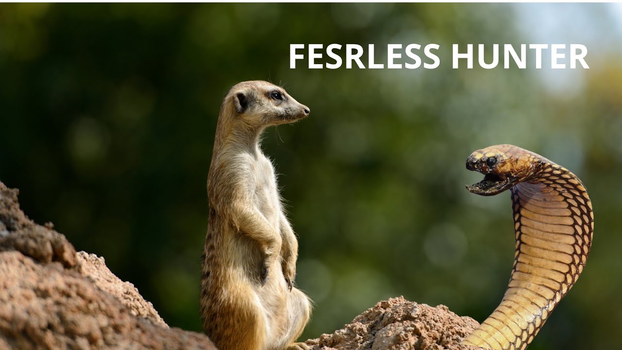 “The Fearless Mongoose – Snake Killer of the Wild!”