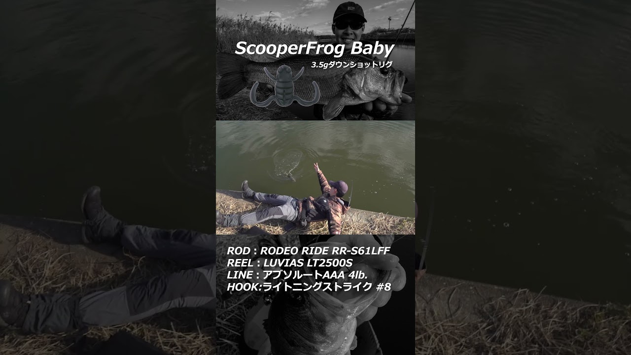 極寒期の喰い渋るバスに...スクーパーフロッグベイビーのリアクションダウンショットリグ!#shorts #bottomup #ボトムアップ #霞ヶ浦水系 #バス釣り #鈴木翔