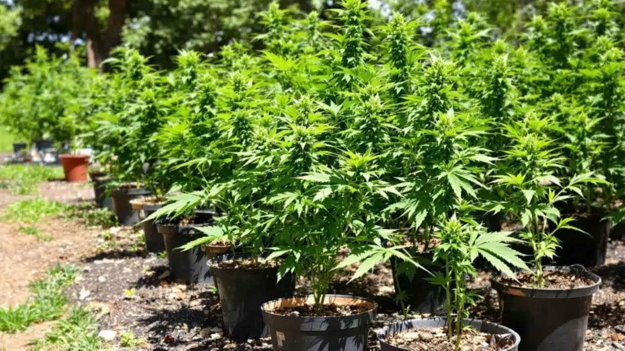 Cheapest way to Cultivate Cannabis