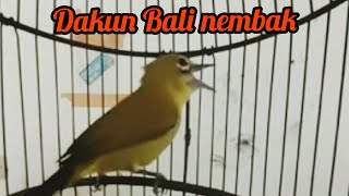 Download Lagu pleci dakun Bali nembak MP3
