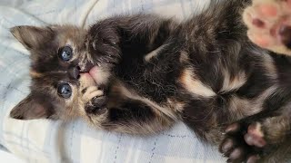 Two Kittens Have Been Saved At 1 Week Old And They Enjoy Having a New Home