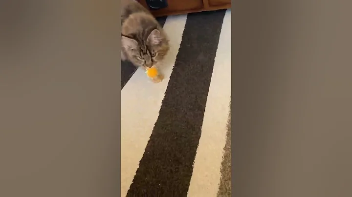Watch the video about Maine Coon playing fetch with Kaitlyn, Olivia likes to play fetch and doesn't seem to tire of it lol