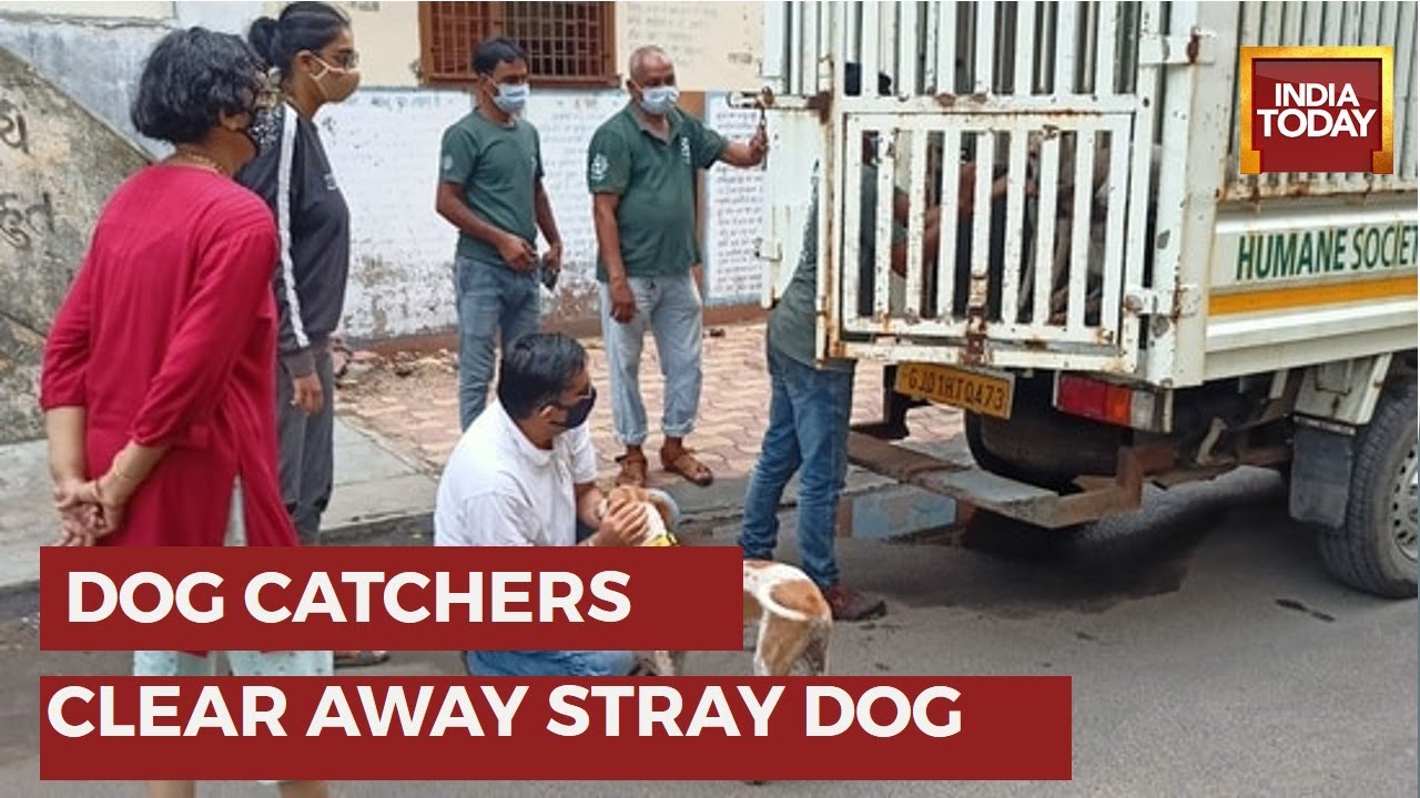 Dog Catchers Nab Stray Dogs After Horrific Death Of 7MonthOld Infant At Lotus Boulevard
