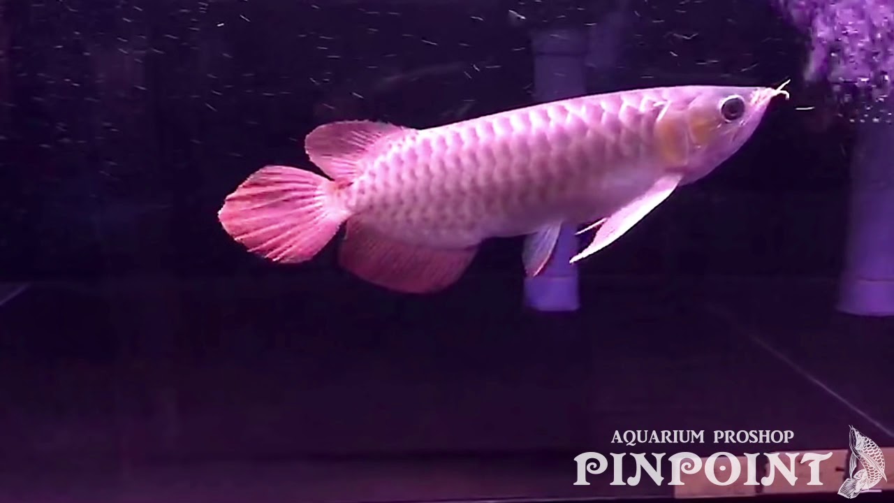 StaffBlog : アジアアロワナ・熱帯魚販売の専門店 アクアリウムプロ