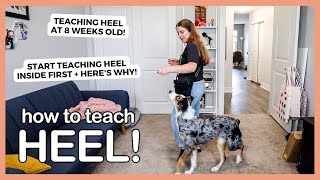 Teaching Your Puppy to HEEL! How to Teach Your Dog To Walk Next to You in a Heel