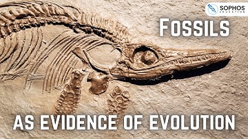 Fossils as Evidence of Evolution