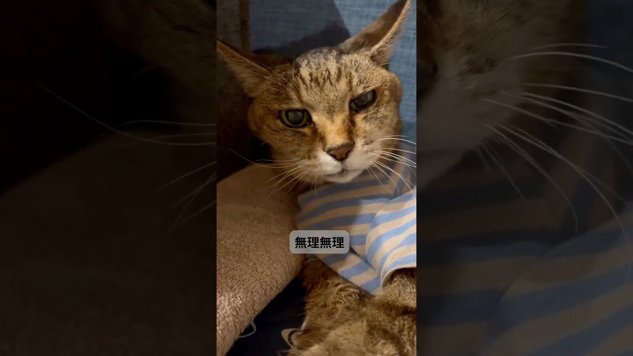 みけCAT An incredible possibility has emerged for this 21-year-old mixed