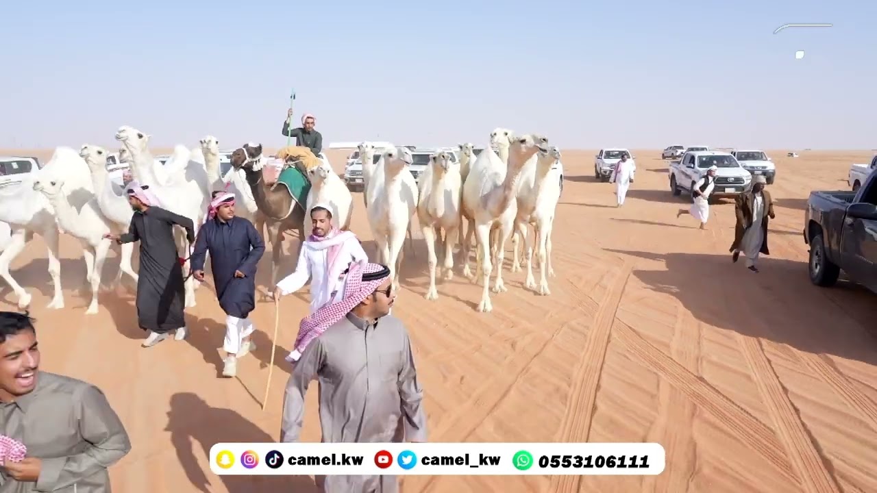 الكحيلات 🔥 منقية / سعود بن نايف بن وليد بن شويه🔥 بمهرجان الملك عبد العزيز النسخة 8