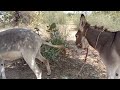 Bast romance donkey meeting 