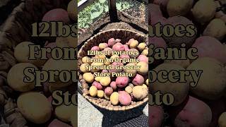 12 lbs if Potatoes From Sprouted Organic Grocery Store 🥔
