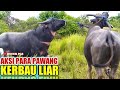 MENANGKAP KERBAU LIAR - harga kerbau 2021