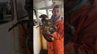 100 year old Maine lobster!