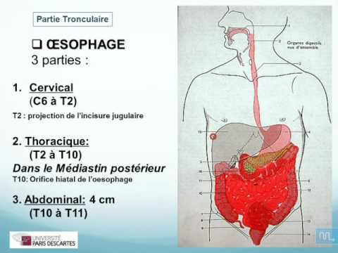 oesophage, ESTOMAC ET RATE partie 1