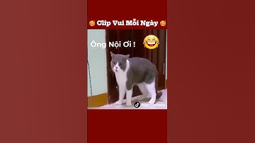 con mèo biết nói chuyện tiếng việt thật tuyệt vời #funny #haihuoc #giaitri #thucung #meo