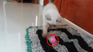 This kitten love playing ball so much by Siam Cat Fam 14 views 2 years ago 1 minute, 21 seconds