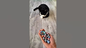 Cute Cat ASMR ⚽🟡 Satisfying Reverse Cat Video #cutecat #reverse