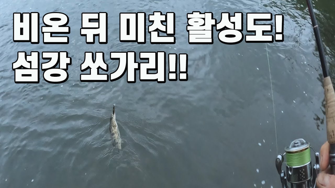 섬강 비온 뒤 미친 활성도! 쏘가리 입질 폭발!