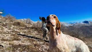 The Beginning of the New Revolutions #setter #hunting #albania #mountains #coturnice