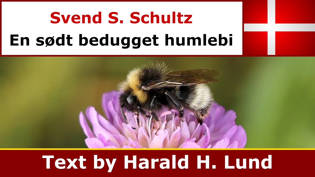 Svend S. Schultz - En sødt bedugget humlebi (Udsyn mod aften)