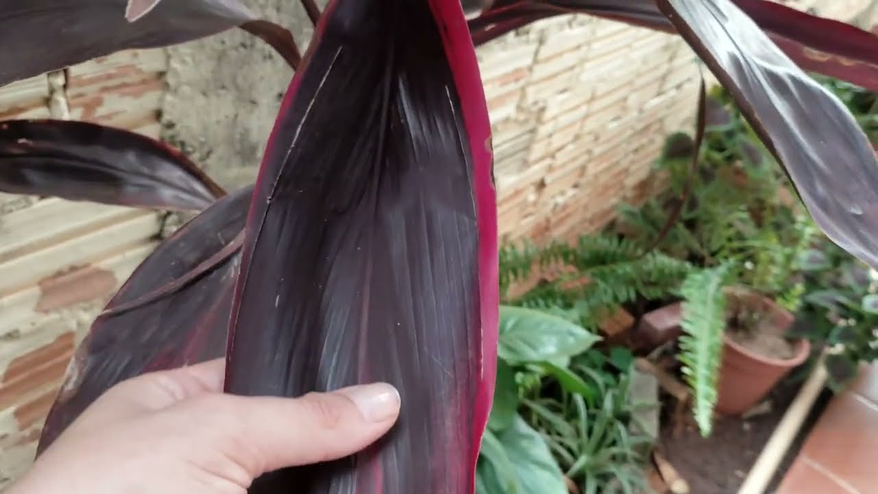 A planta com folhas roxas que você precisa ter em casa, a Dracena Vermelha
