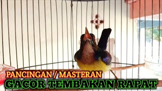 Korlap gacor pancingan burung bahan