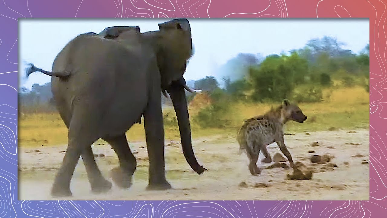 save the world Hyena Returning For Dinner Runs Gauntlet of Elephants