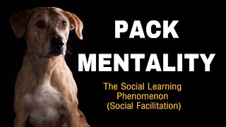 Going over “Pack Mentality”. The Social Learning phenomenon.