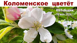 Коломенское - один из красивейших Парков Москвы - цветущий сад Столицы - КОТоБудни от 16.05.2024г.