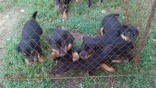 ягдтерьер гладкошерстный щенки | terrier dog, puppies ягдтерьер гладкошерстный щенки | terrier dog, puppies
