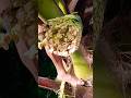 #processing # coconut wine from coconutree