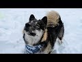 Husky Puppy First Time Playing in Snow! Kakoa's Cute Reaction!