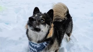 Husky Puppy First Time Playing in Snow! Kakoas Cute Reaction!