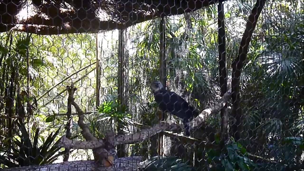 A Day in Belize (Zoo and City) 1-21/15 - YouTube