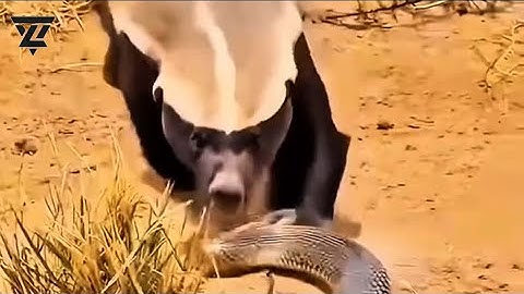 The Fearless Honey Badger: Nature’s Most Savage Fighter