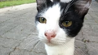 公園の撫でられるのが好きな野良猫兄弟に会ってきた。
