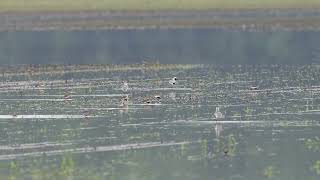Black-bellied Plover 798