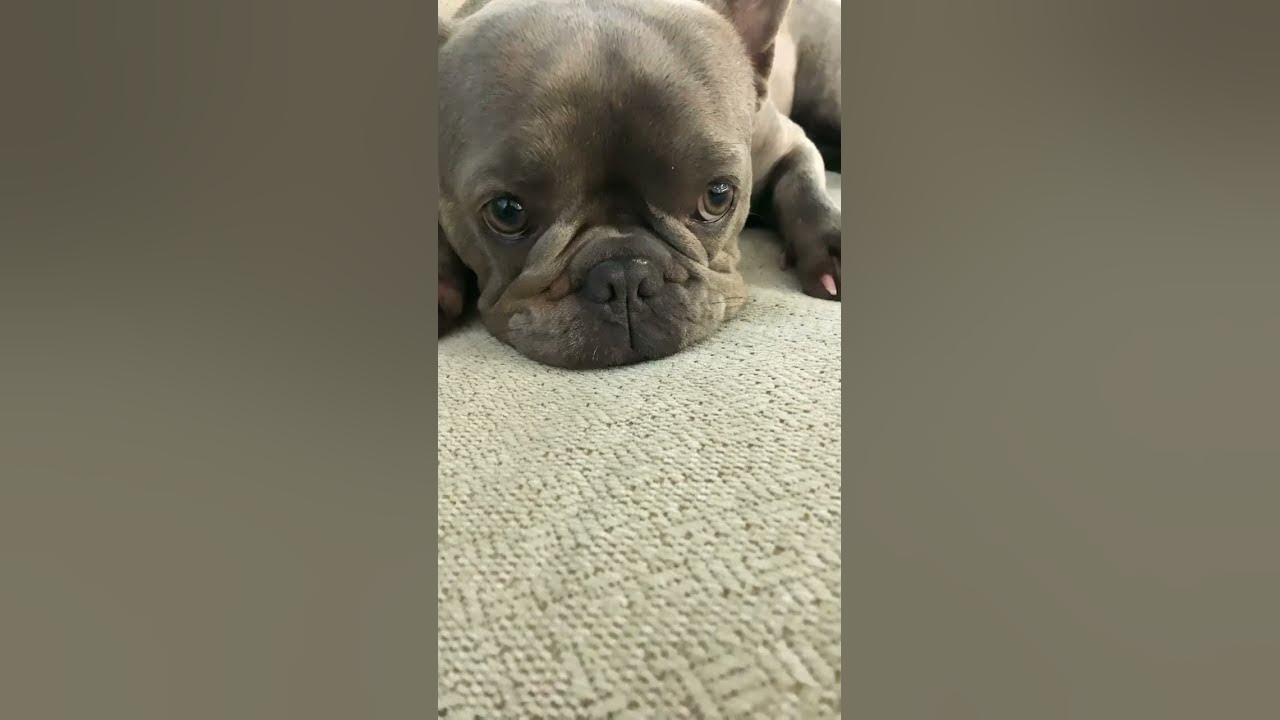 #jake #dog #bulldog #mastiffpuppy #puppy #dogs #realdog #mydog - YouTube
